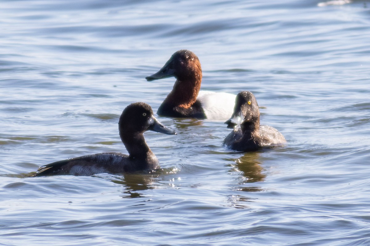 Murgilari bizkarzuria - ML645833729