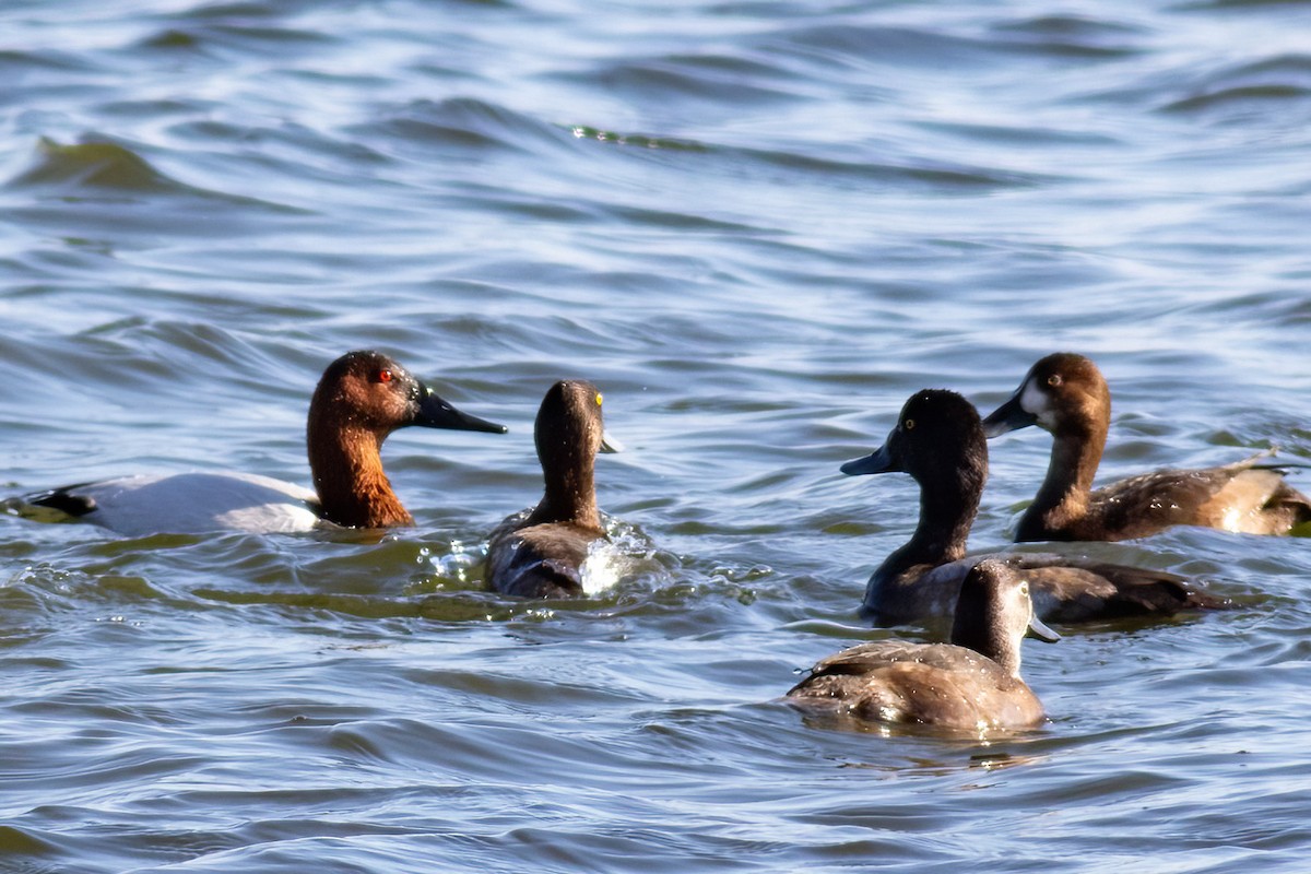 Murgilari bizkarzuria - ML645833730