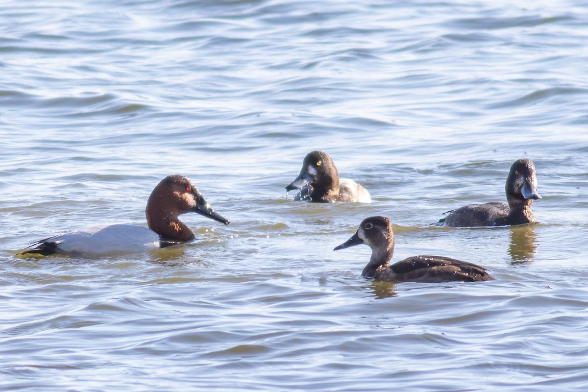 Murgilari bizkarzuria - ML645833731