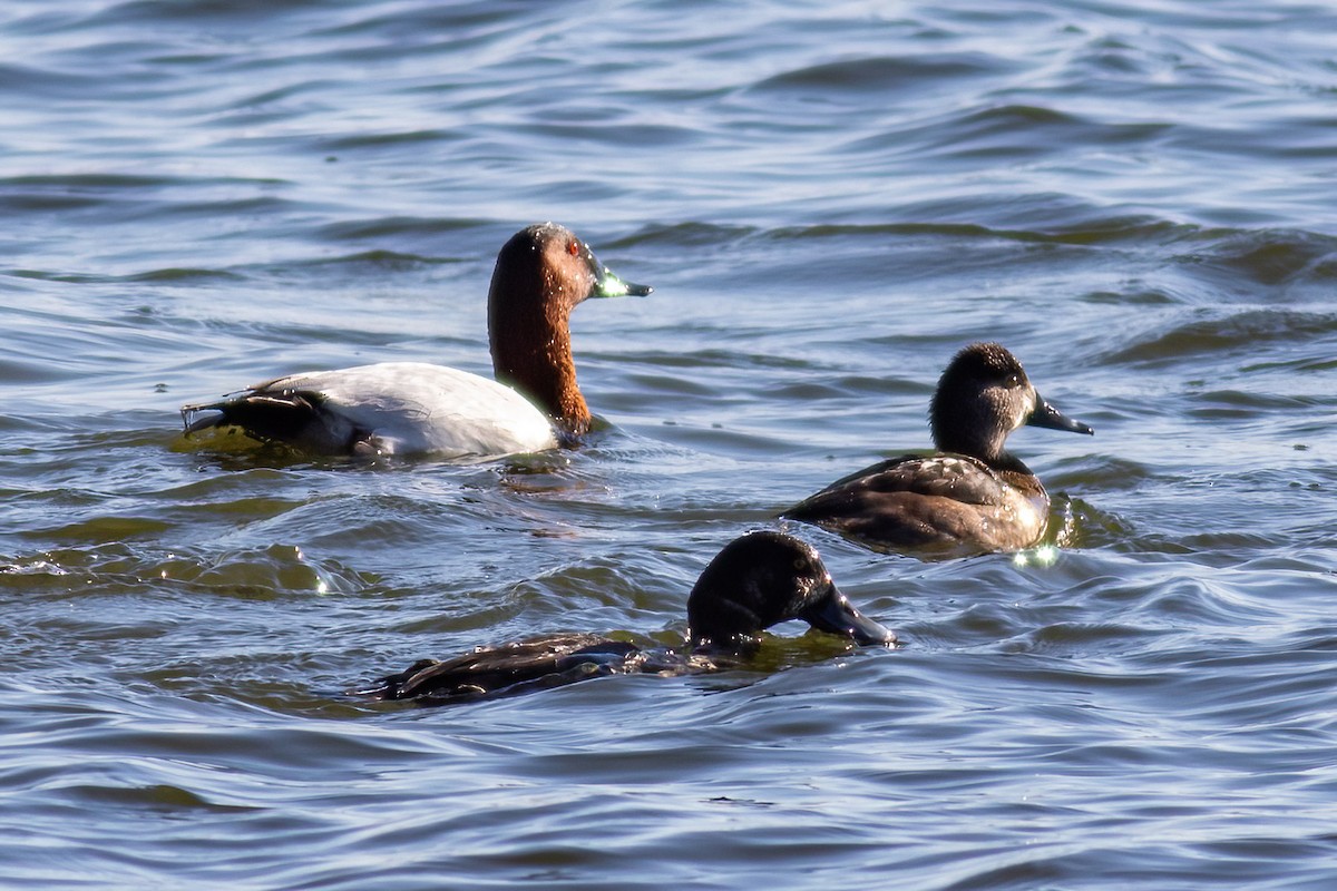 Murgilari bizkarzuria - ML645833732