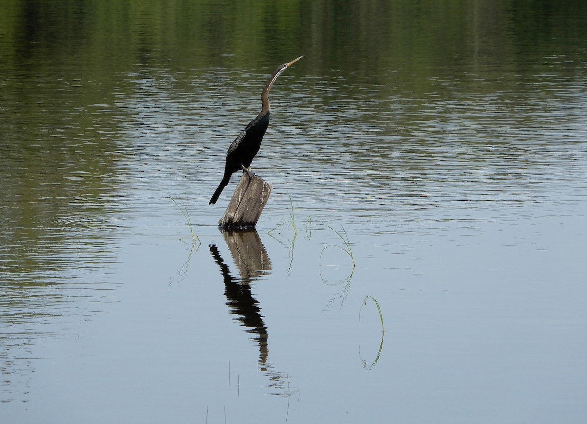 Anhinga asiarra - ML645833733