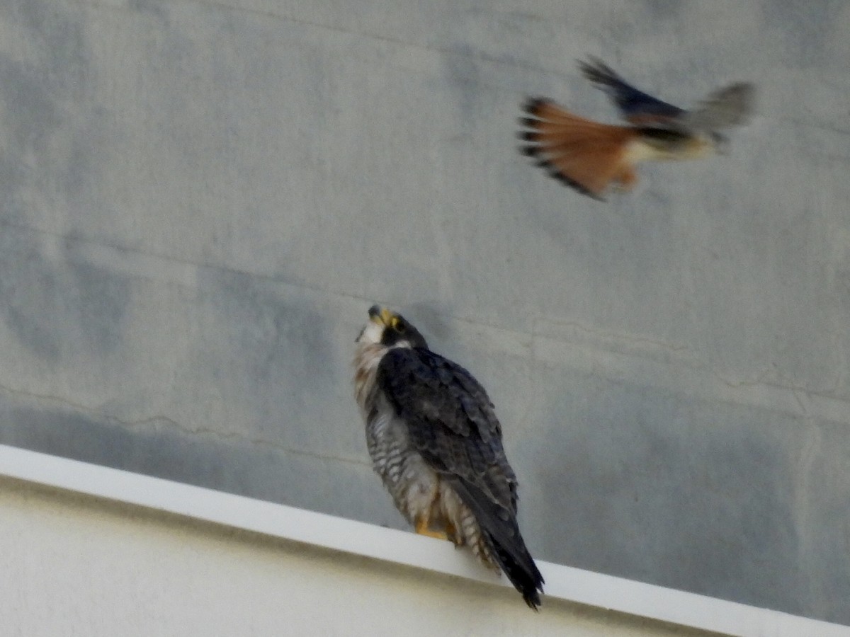 Belatz amerikarra - ML645833734