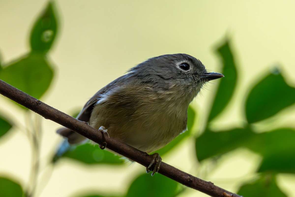 Huet's Fulvetta - ML645833735