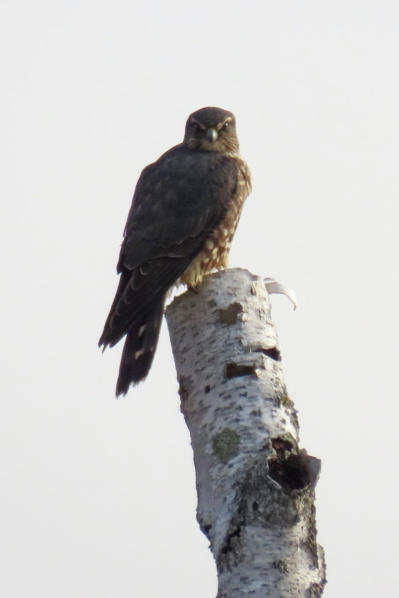 Belatz txikia - ML645833736