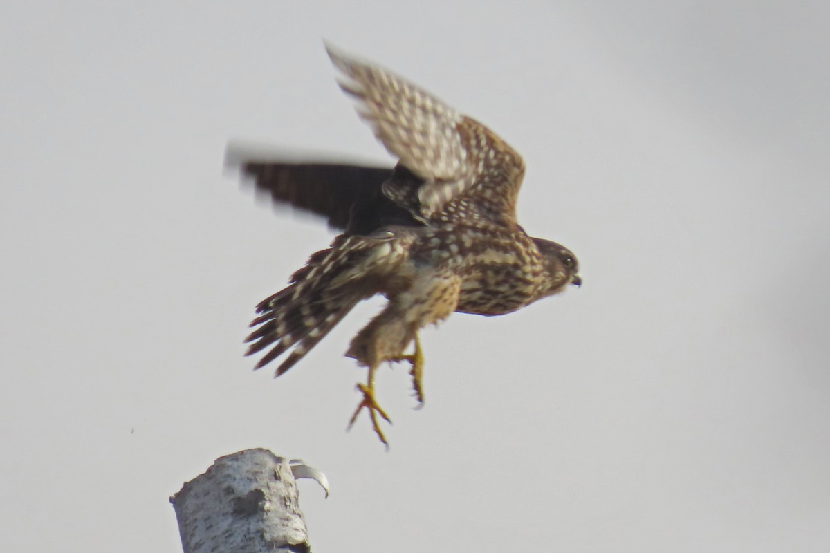 Belatz txikia - ML645833737