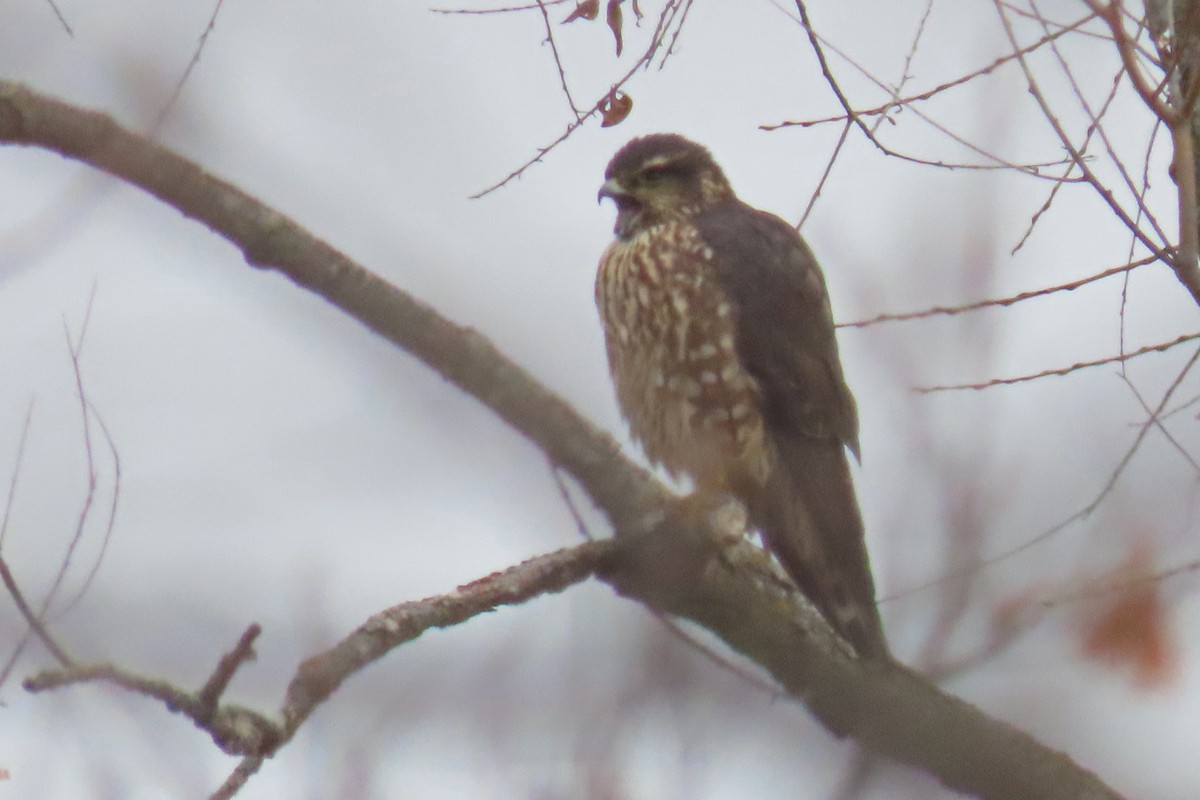 Belatz txikia - ML645833738