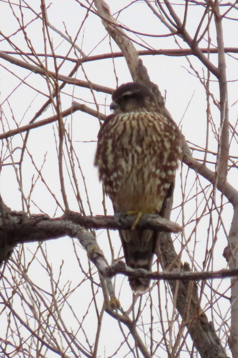 Belatz txikia - ML645833739