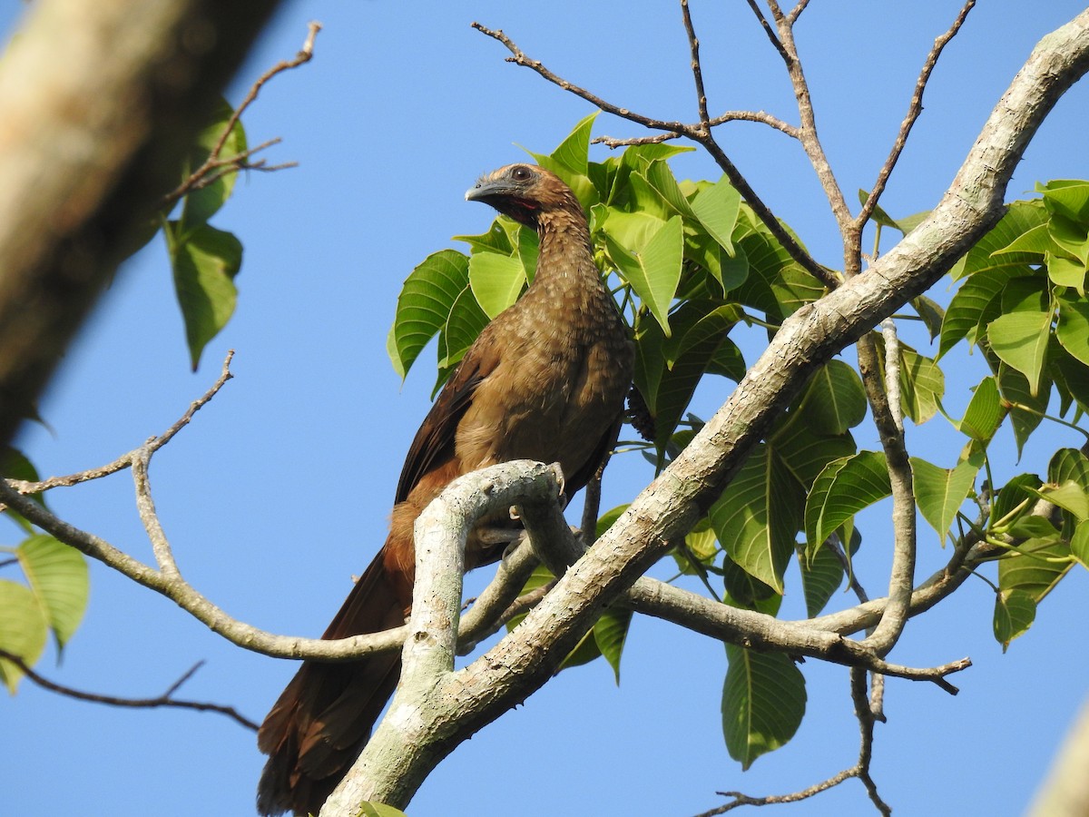 Buff-browed Chachalaca - ML645833740