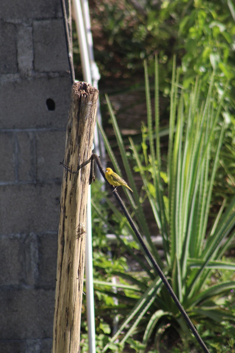 Saffron Finch - ML645833741