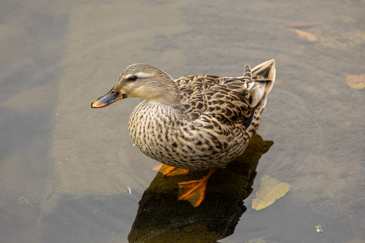 Basahatea (etxekoa) - ML645833742