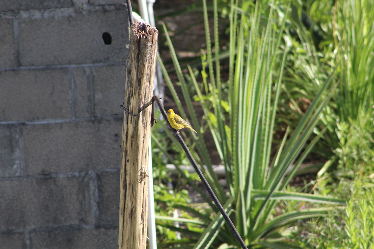 Saffron Finch - ML645833743