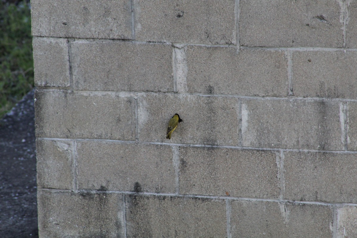 Saffron Finch - ML645833744