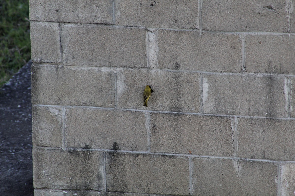 Saffron Finch - ML645833745