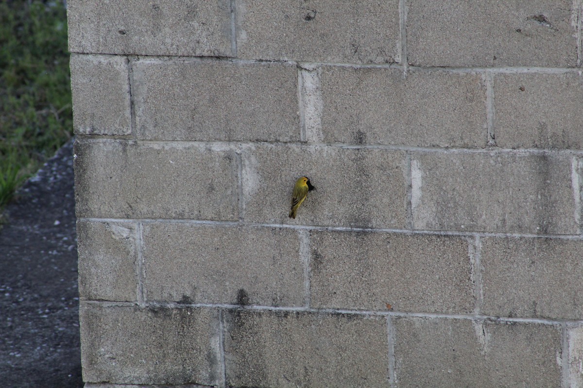 Saffron Finch - ML645833746