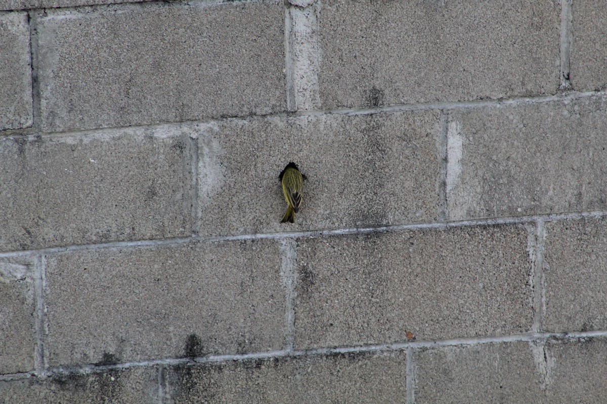 Saffron Finch - ML645833747