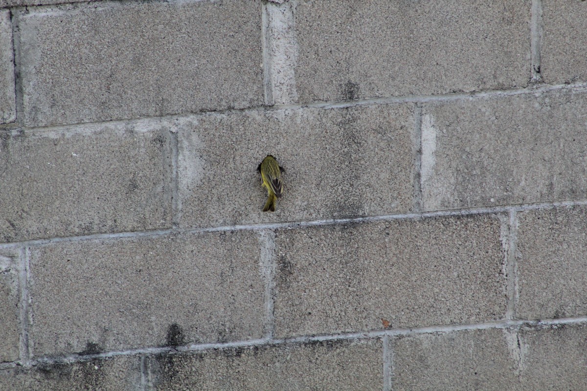 Saffron Finch - ML645833748