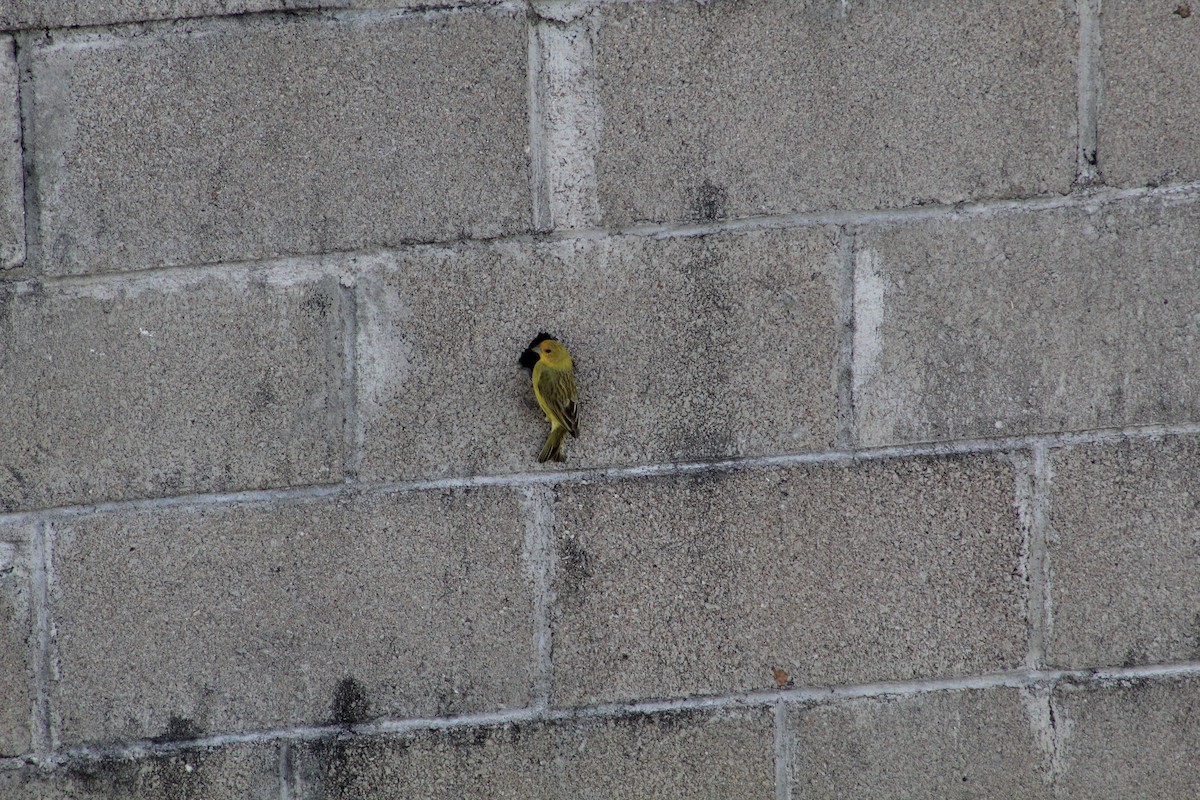 Saffron Finch - ML645833749