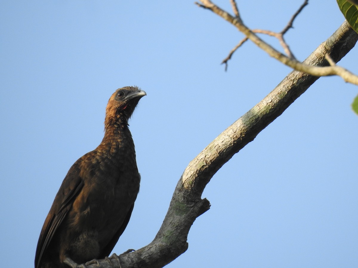 Buff-browed Chachalaca - ML645833750