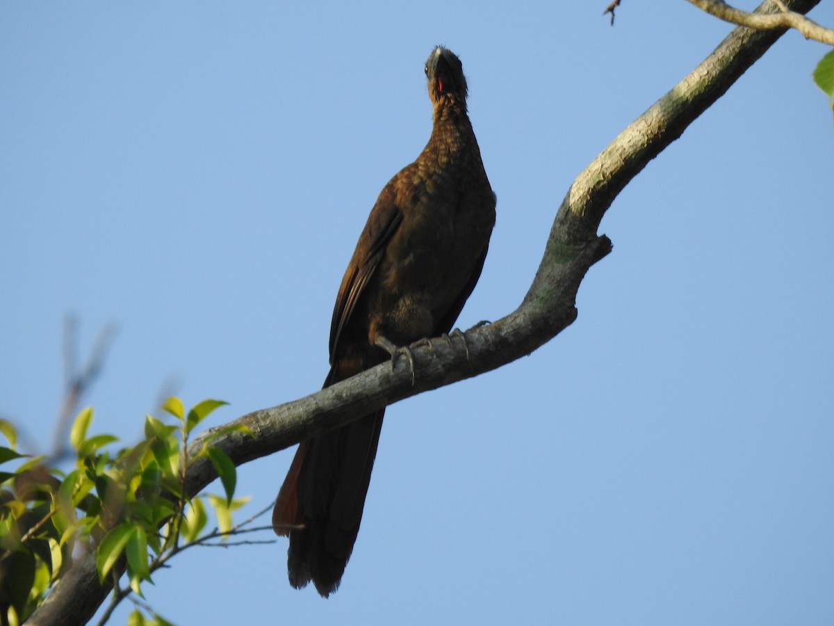 Buff-browed Chachalaca - ML645833751