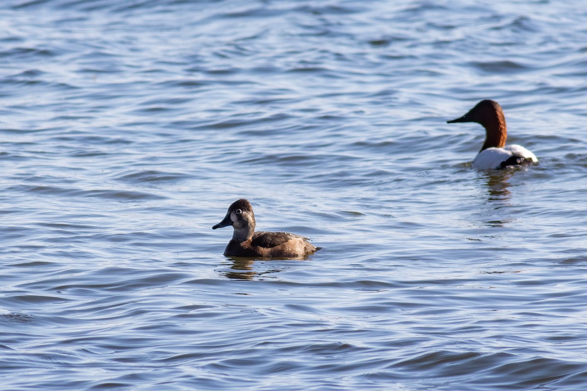 Ring-necked Duck - ML645833753