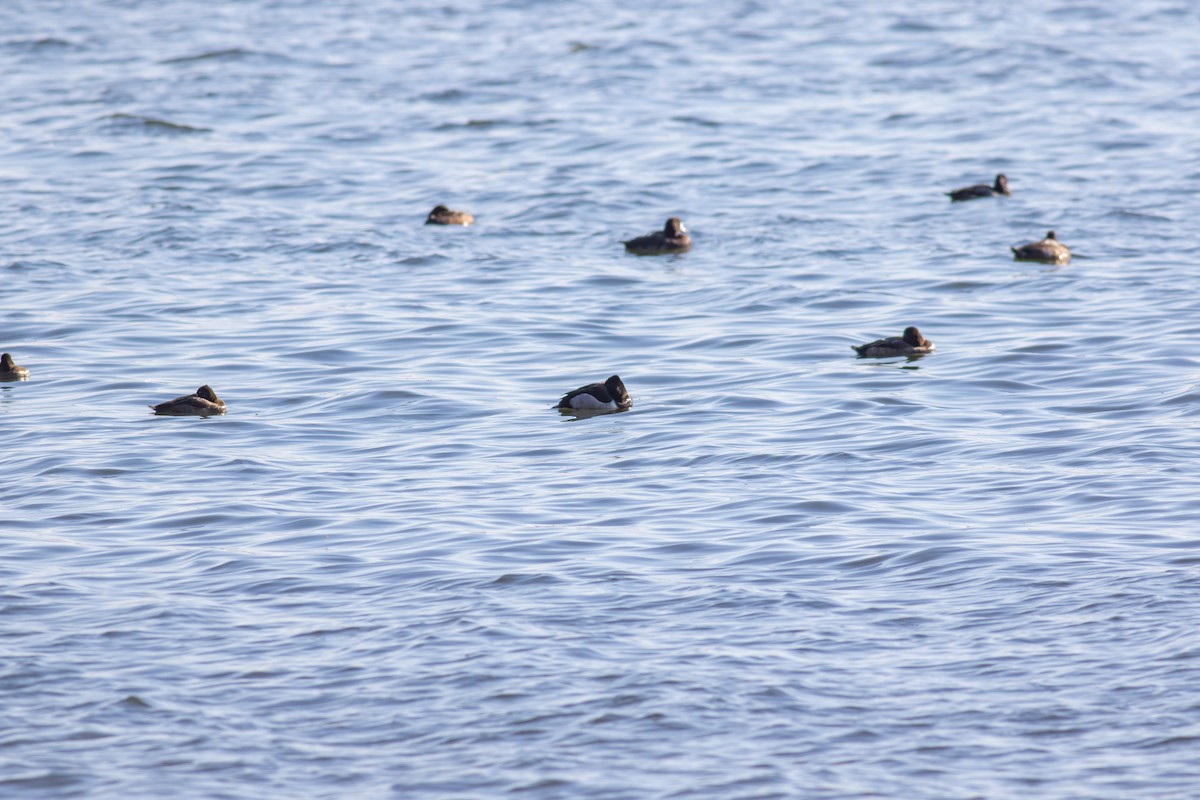 Ring-necked Duck - ML645833754
