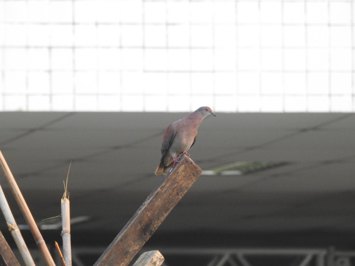 Pale-vented Pigeon - ML645833759