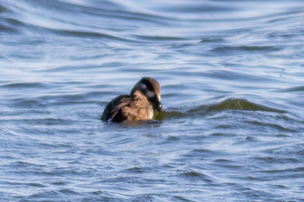 Surf Scoter - ML645833788