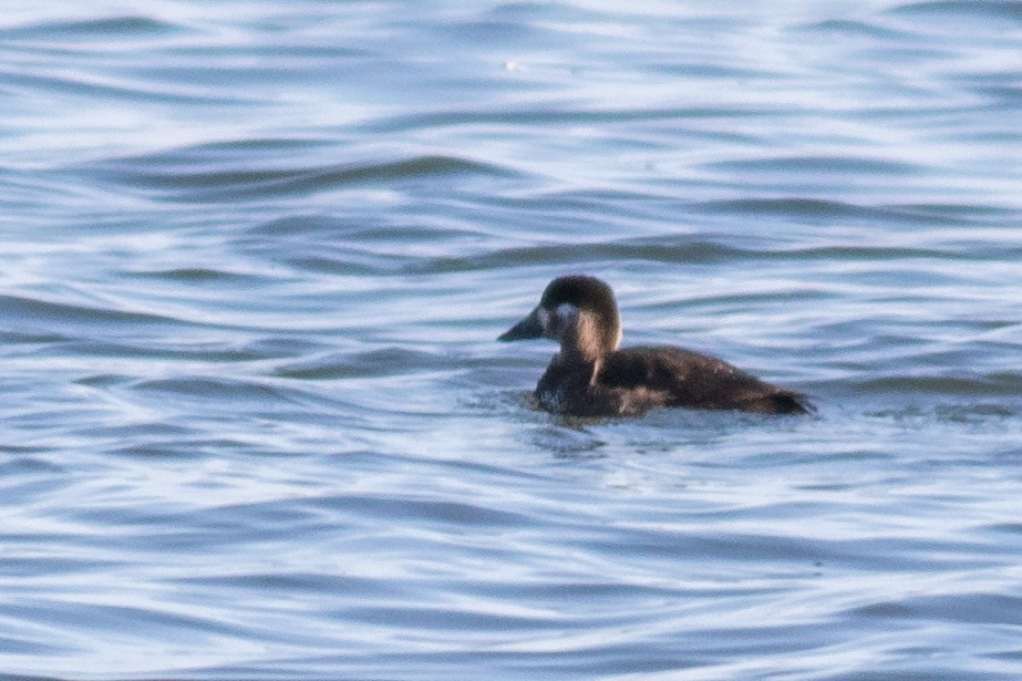 Surf Scoter - ML645833789