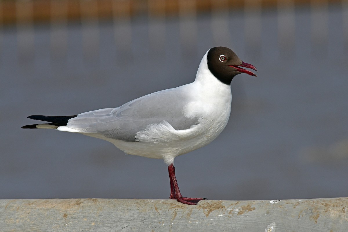 Hint Martısı - ML645833807