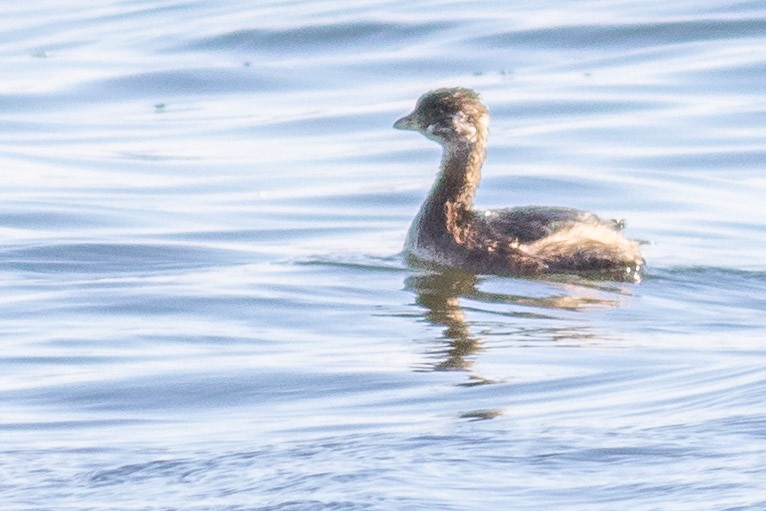 Pied-billed Grebe - ML645833810