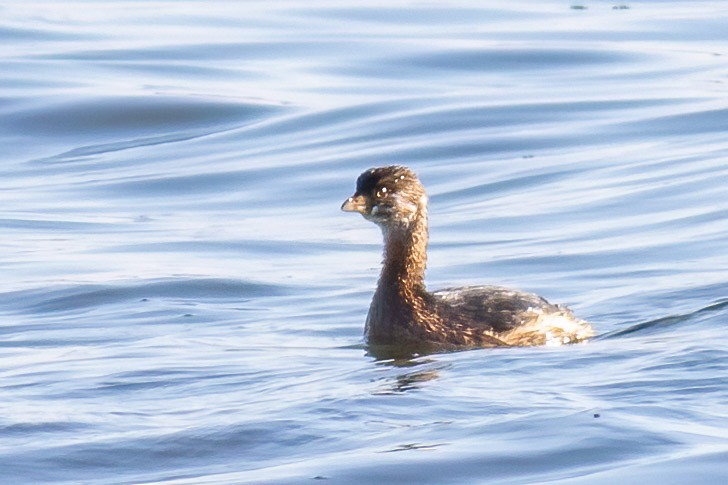 Pied-billed Grebe - ML645833811