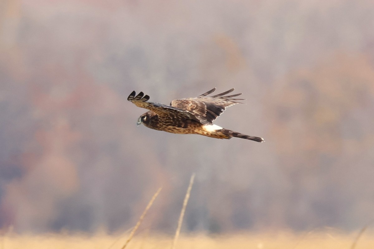 Лунь американський - ML645833854