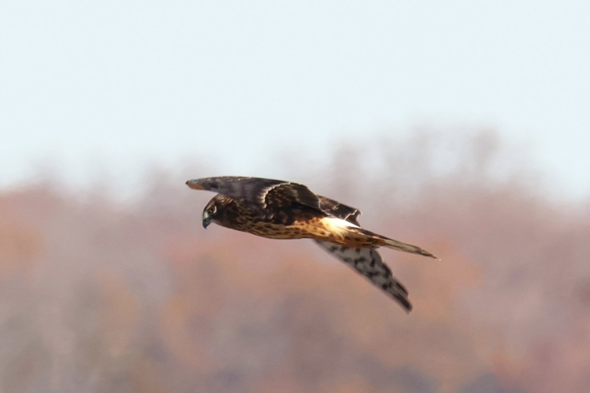 Лунь американський - ML645833855