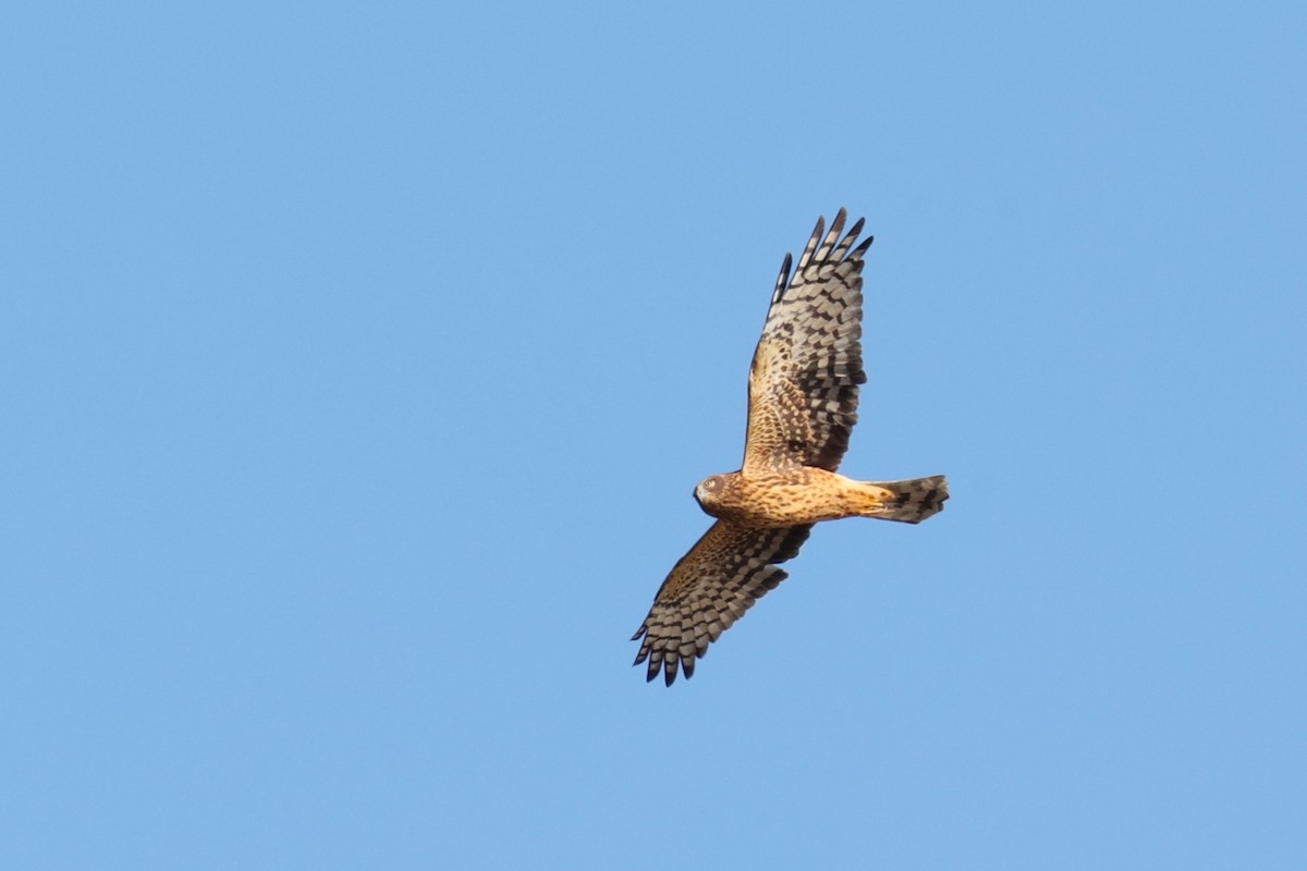 Лунь американський - ML645833856