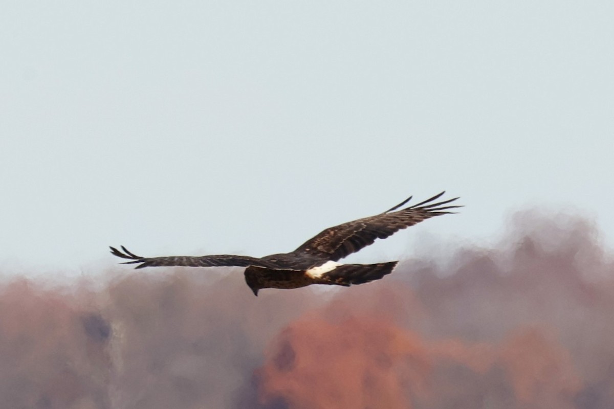 Лунь американський - ML645833857