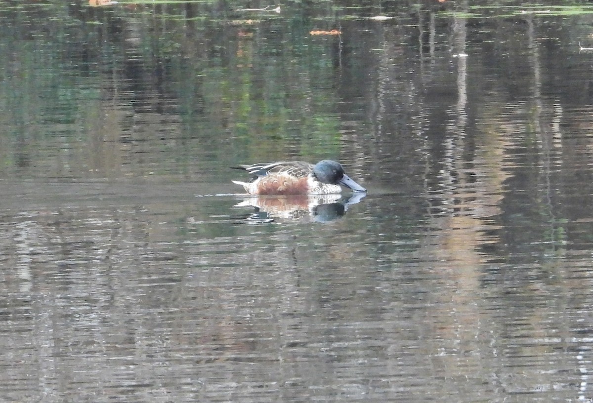 skjeand - ML645833869