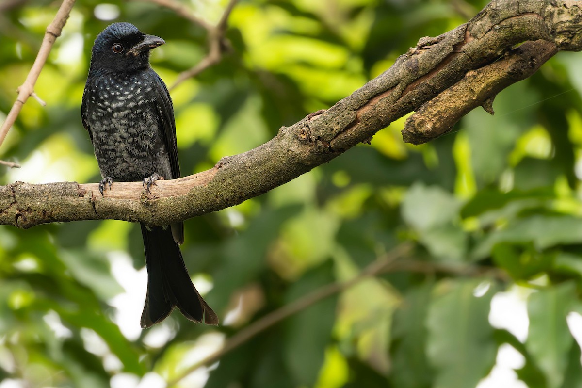 Crow-billed Drongo - ML645833870