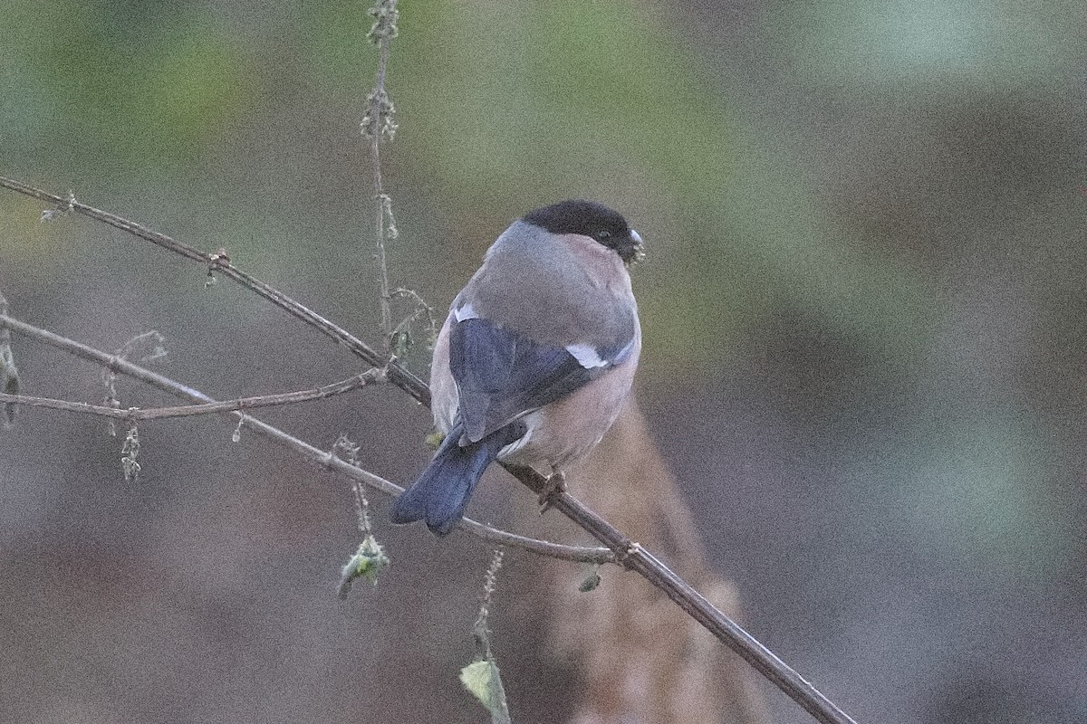 Eurasian Bullfinch - ML645833872