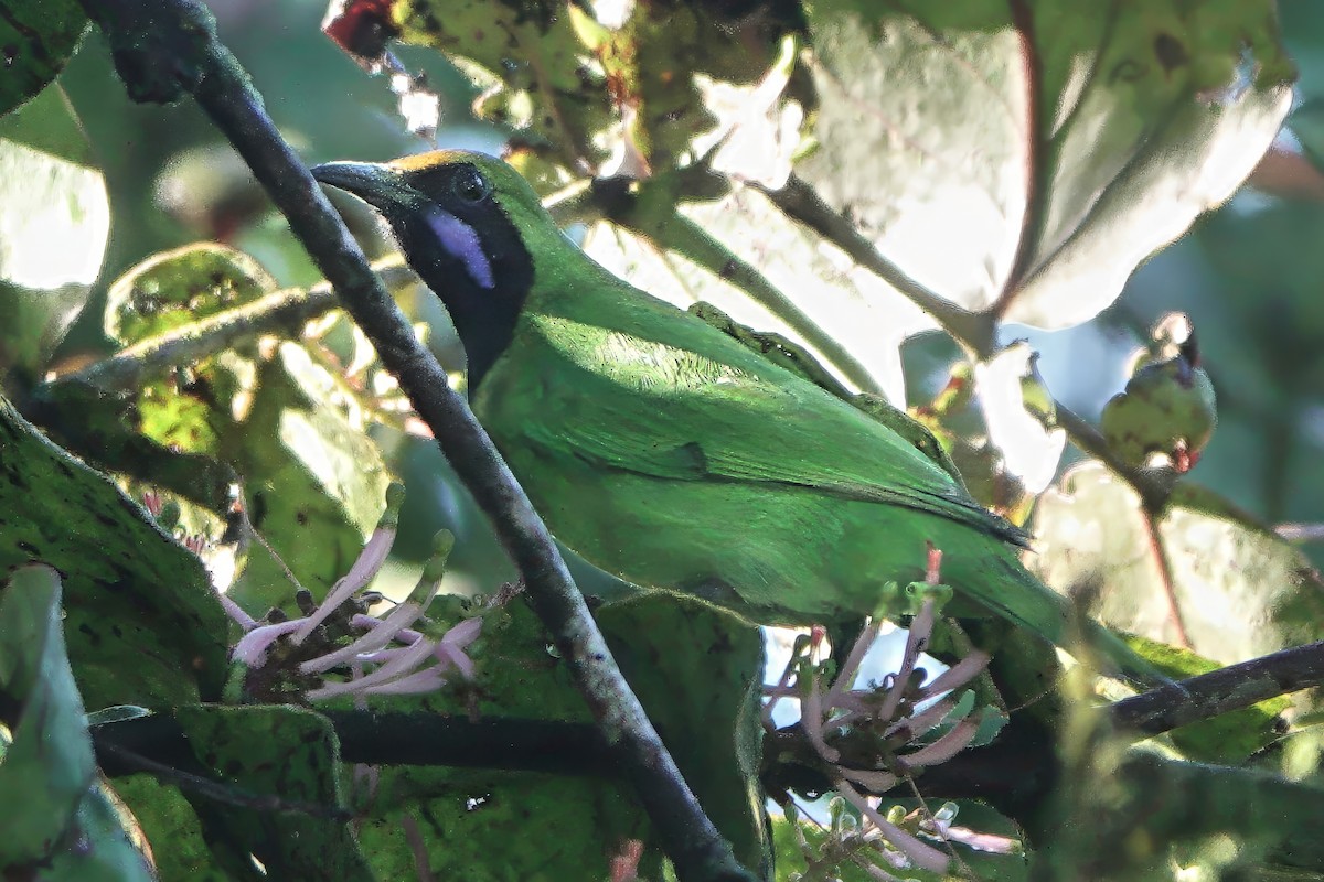 Золотолобая листовка - ML645833893