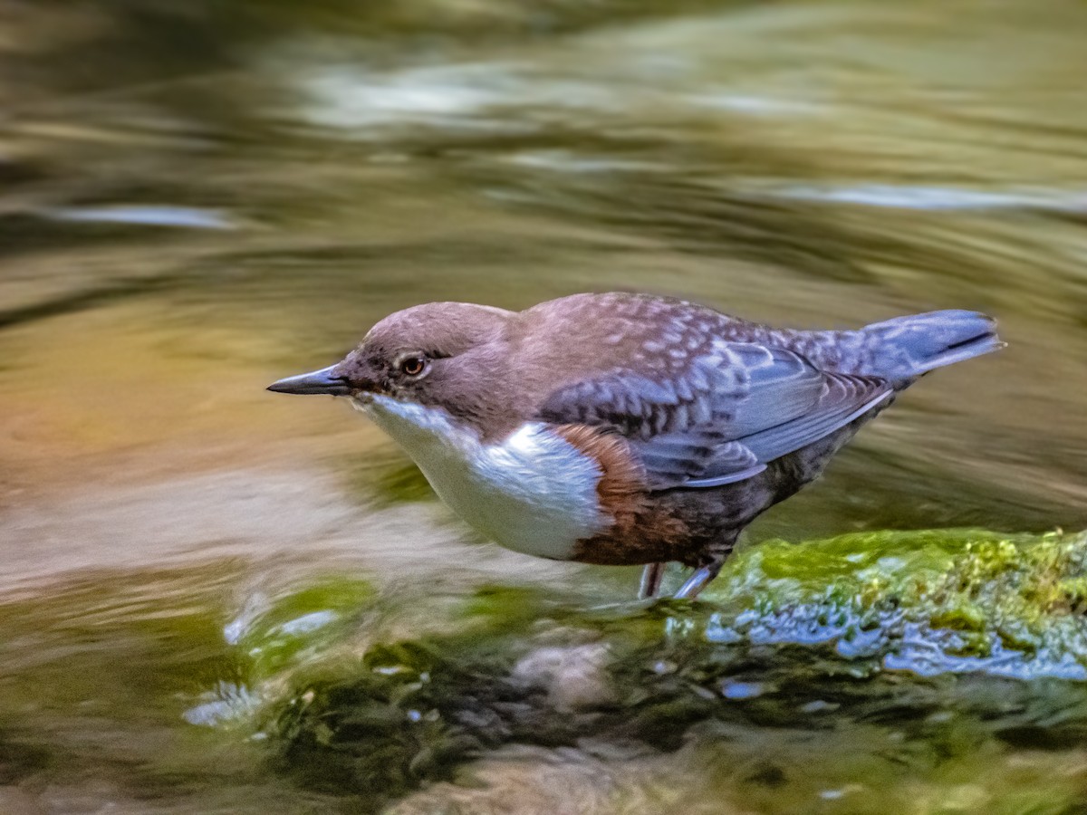 Пронурок біловолий - ML645833895