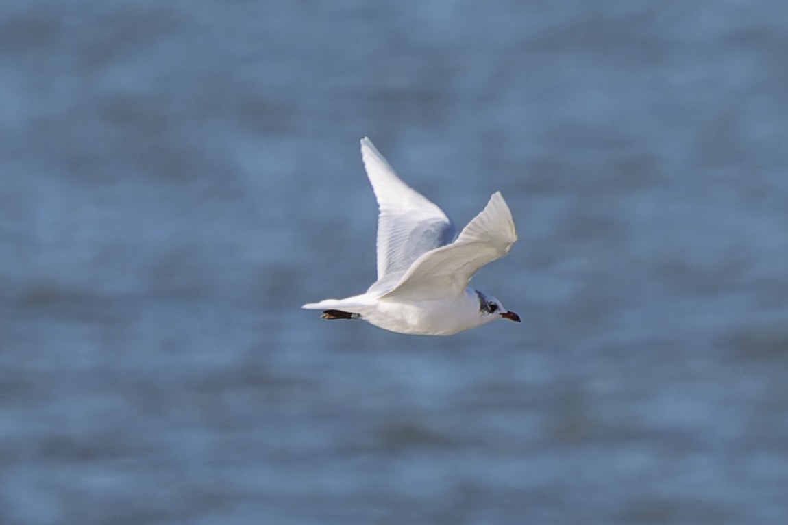 Mediterranean Gull - ML645833899