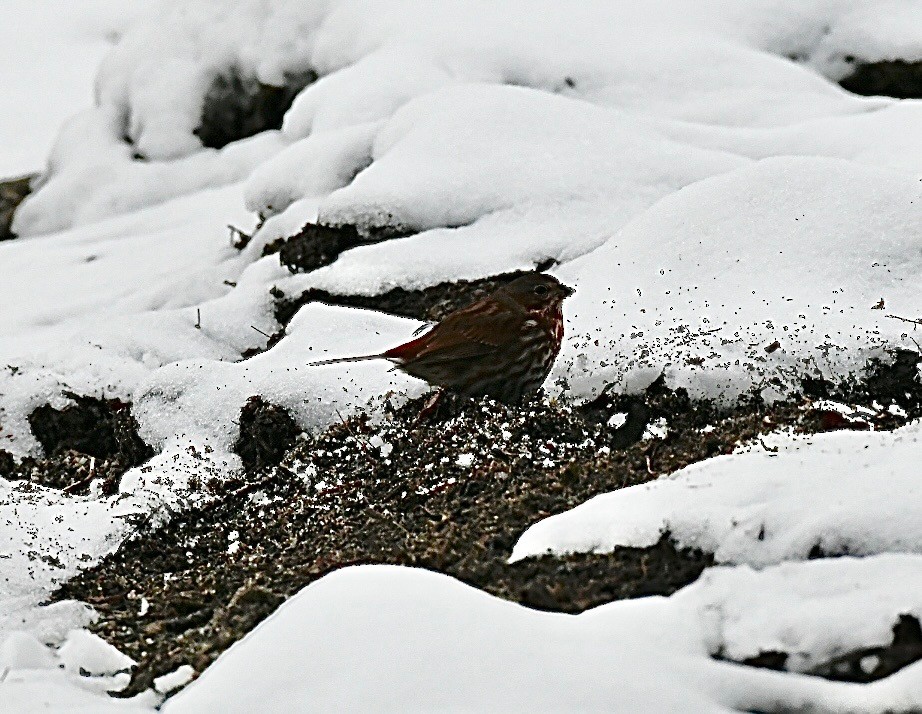 Fox Sparrow - ML645833908