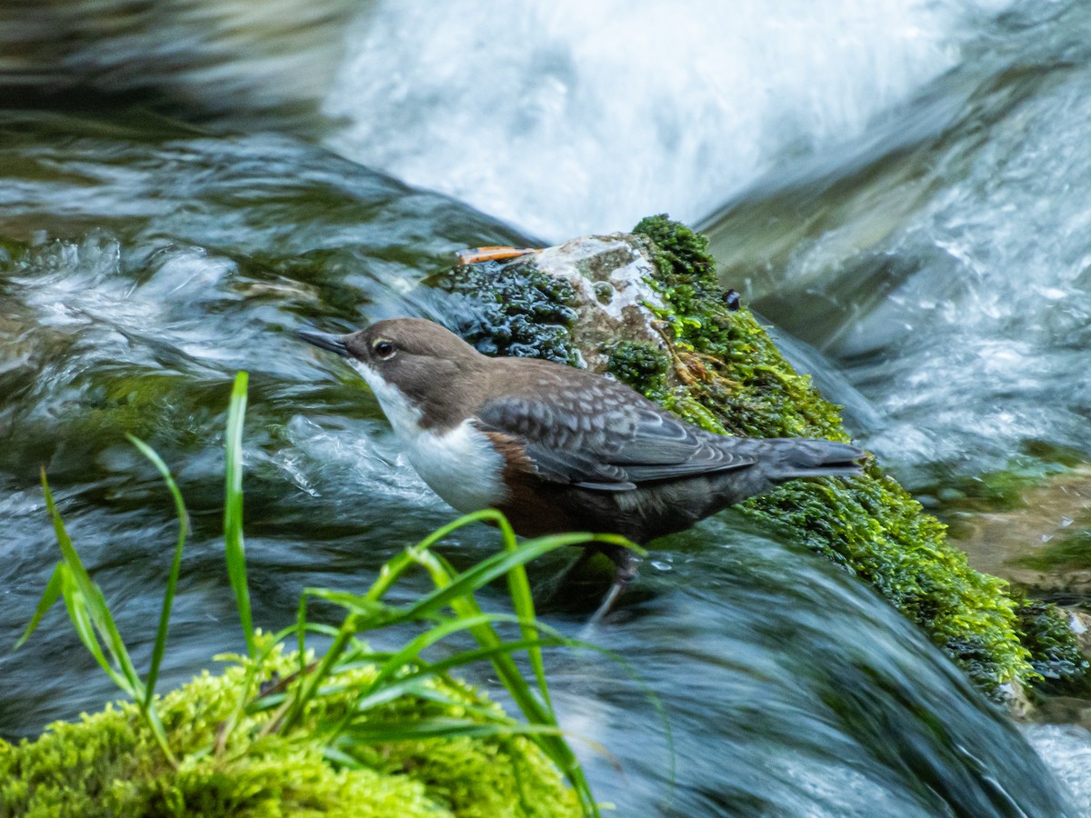 Пронурок біловолий - ML645833909