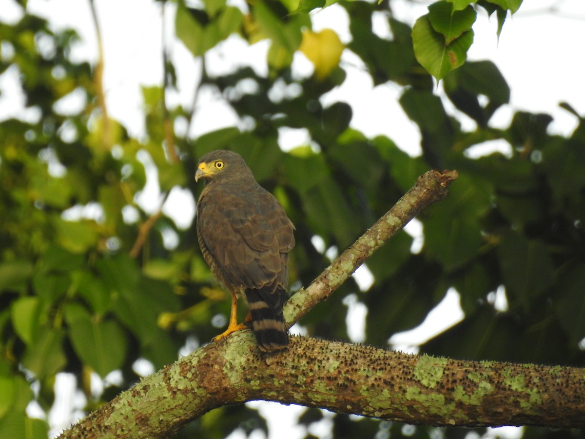 Roadside Hawk - ML645833911