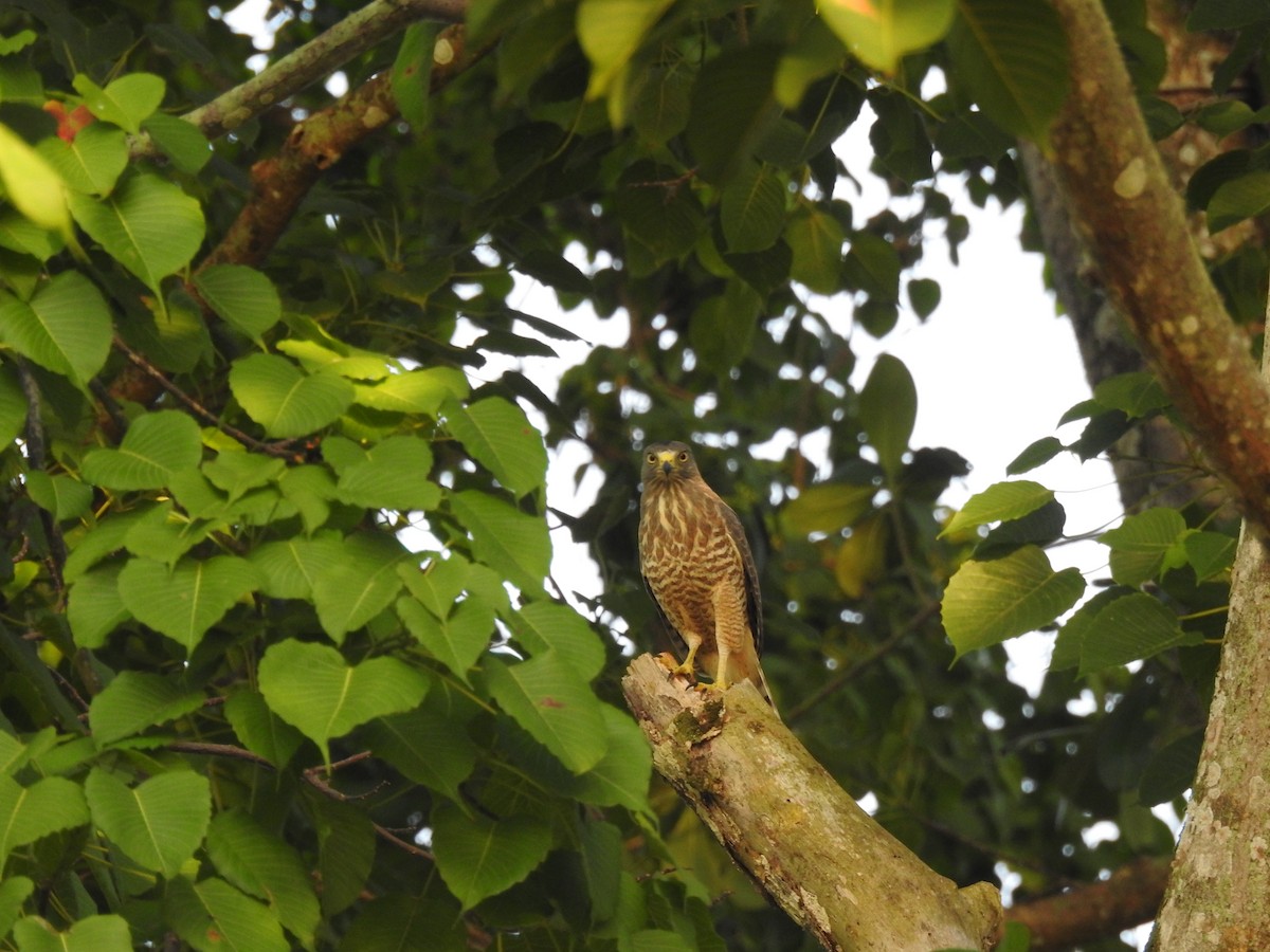 Roadside Hawk - ML645833912
