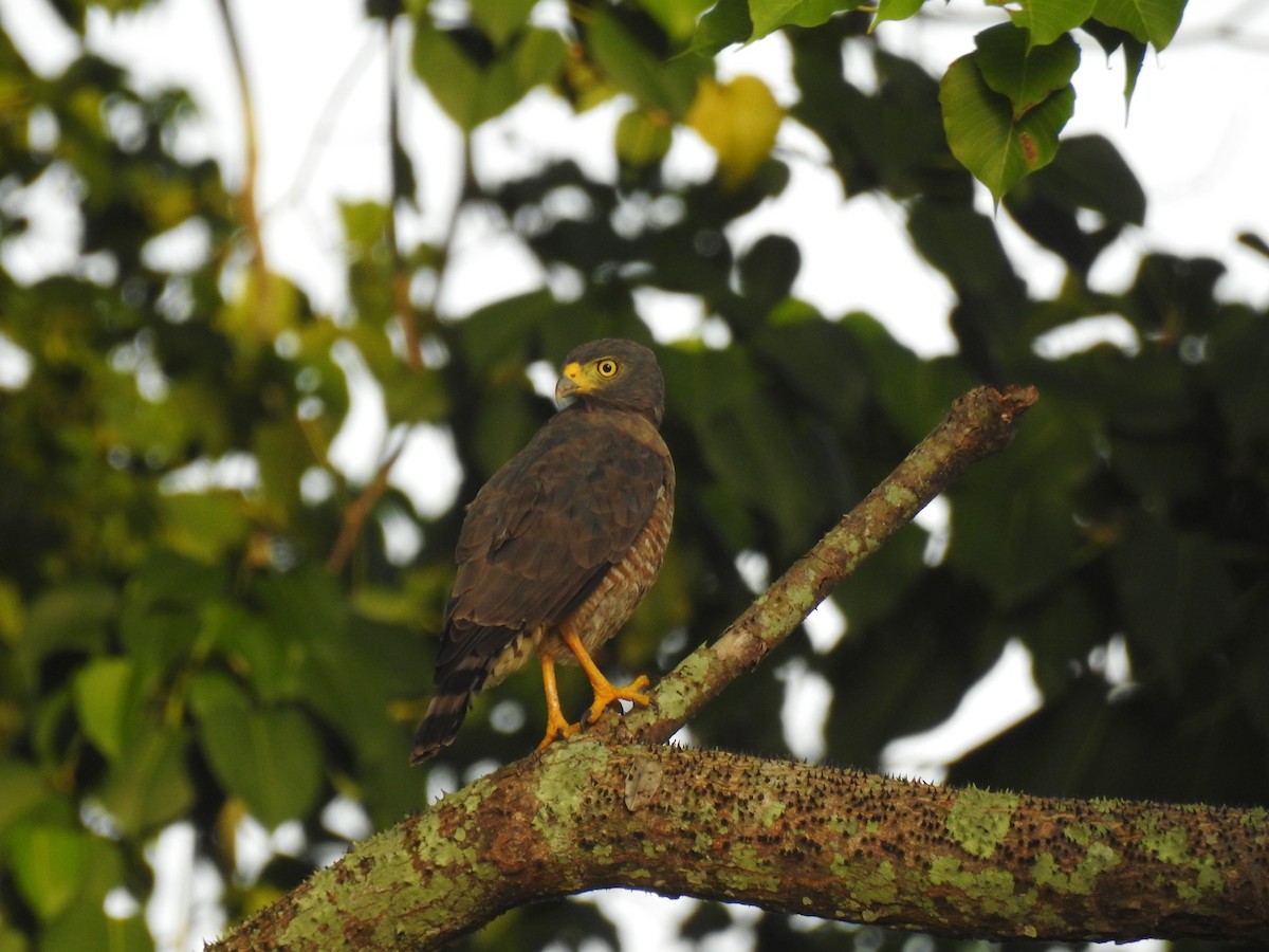 Roadside Hawk - ML645833913