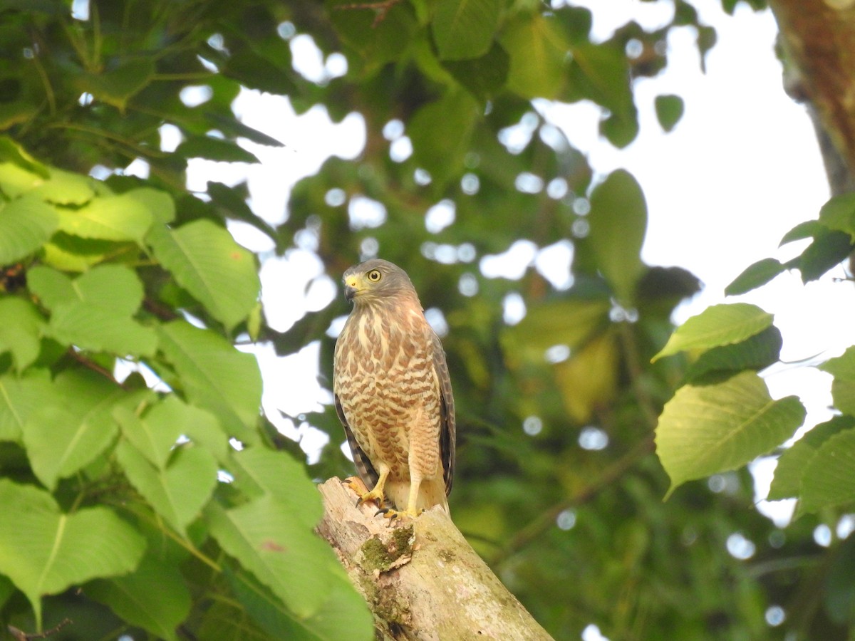 Roadside Hawk - ML645833914