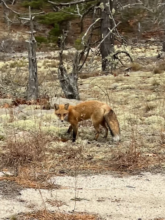 Mammals - ML645833920