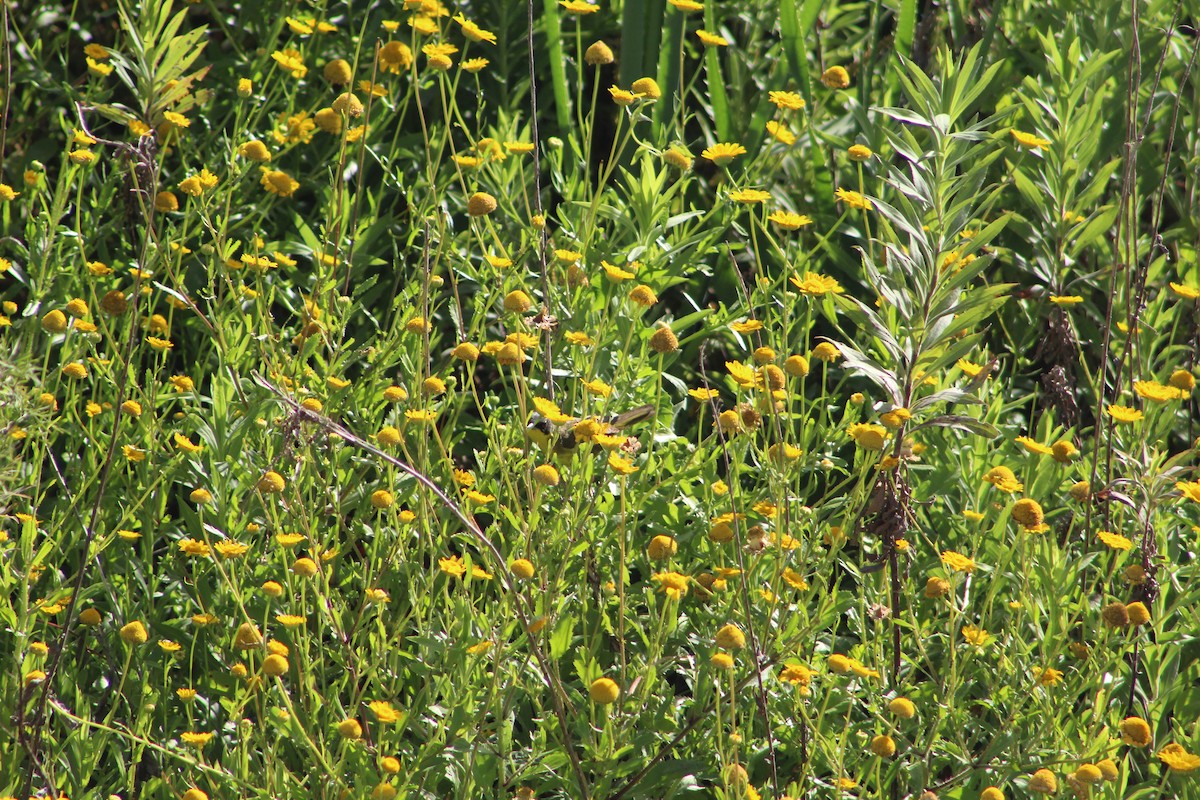 Southern Yellowthroat - ML645833922