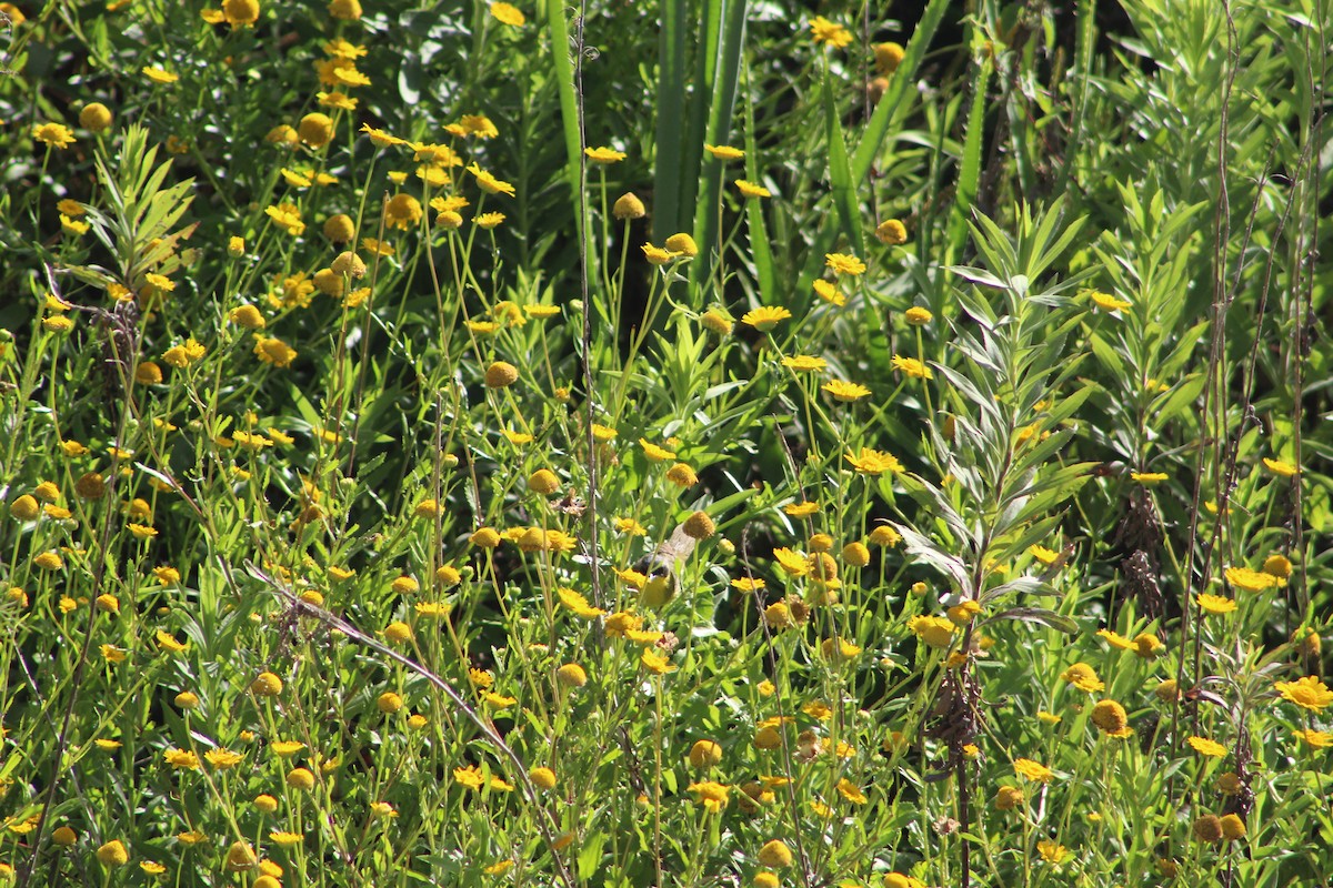 Southern Yellowthroat - ML645833923